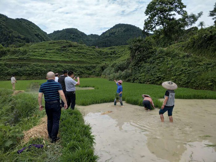 麻陽米米生態農業科技有限公司,富硒大米價格,糙米批發,麻陽大米加工,發芽糙米,芽米茶,營養粉