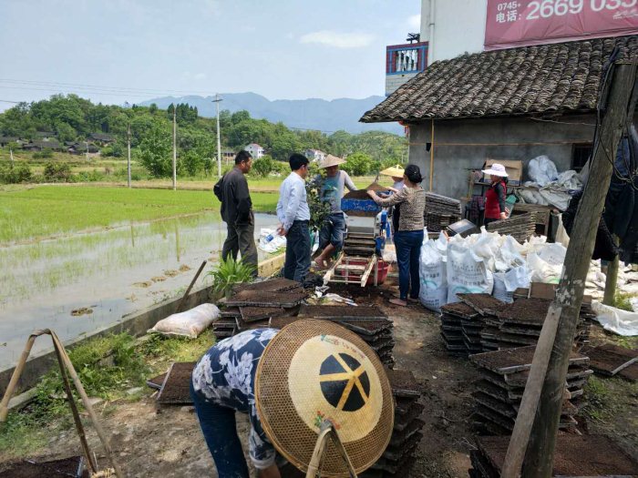 麻陽米米生態農業科技有限公司,富硒大米價格,糙米批發,麻陽大米加工,發芽糙米,芽米茶,營養粉