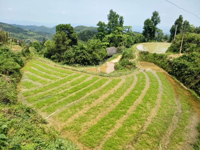 麻陽米米生態農業科技有限公司,富硒大米價格,糙米批發,麻陽大米加工,發芽糙米,芽米茶,營養粉