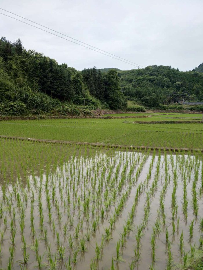 麻陽米米生態農業科技有限公司,富硒大米價格,糙米批發,麻陽大米加工,發芽糙米,芽米茶,營養粉