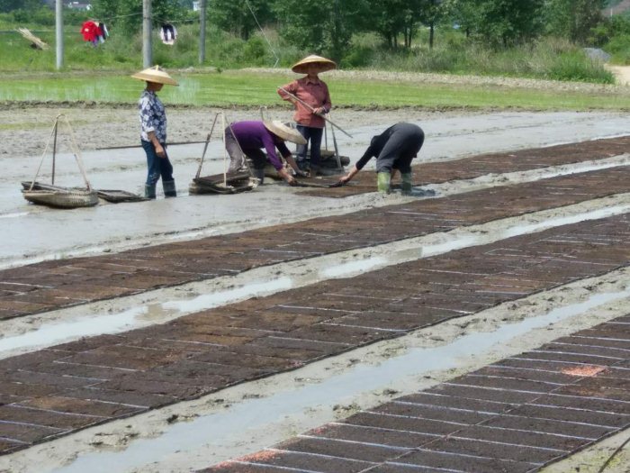 麻陽米米生態農業科技有限公司,富硒大米價格,糙米批發,麻陽大米加工,發芽糙米,芽米茶,營養粉